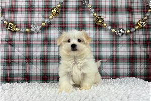 Jingles - Havanese for sale