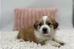 Harrison - Havanese for sale