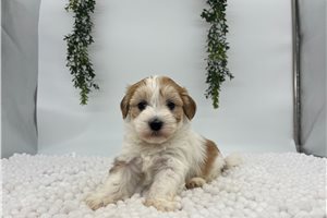 Olivia - Havanese for sale