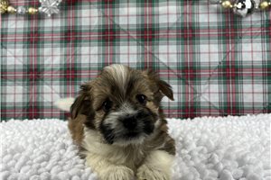 Oakley - puppy for sale