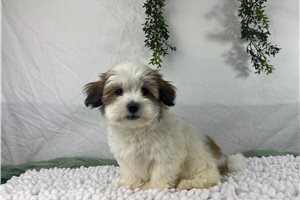 Amari - Havanese for sale