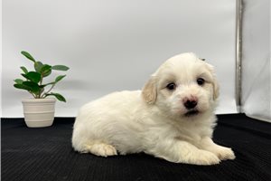 Simon - Havanese for sale