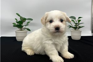 Sadie - Havanese for sale