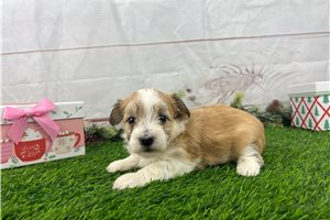 Opal - puppy for sale