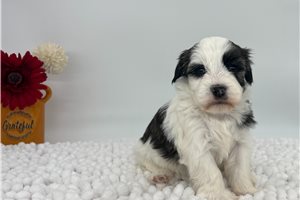 Olive - Havanese for sale