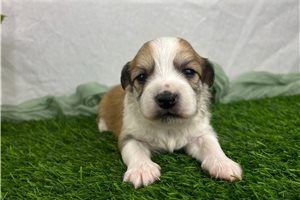 Harrison - puppy for sale