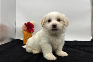 Sadie - Havanese for sale