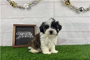 Orchard - puppy for sale