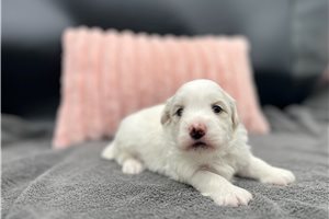 Simon - Havanese for sale