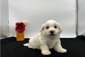 Sammy - Havanese for sale