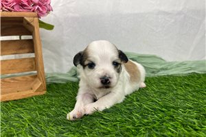 Hunter - puppy for sale