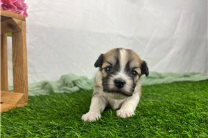 Harvey - puppy for sale