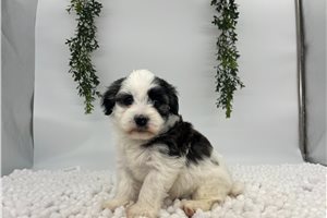 Olive - Havanese for sale