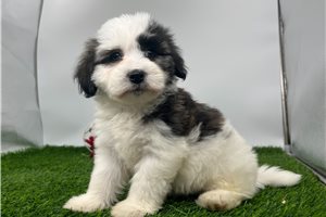 Olive - Havanese for sale