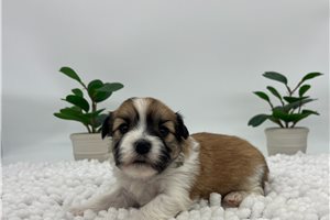 Oliver - Havanese for sale