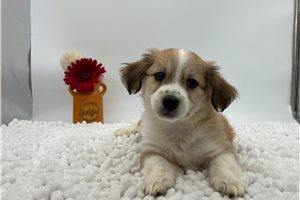 Harrison - Havanese for sale