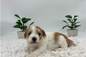 Olivia - Havanese for sale