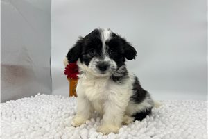 Hailey - Havanese for sale