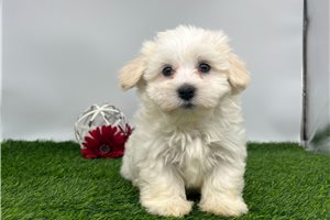 Sammy - Havanese for sale