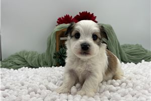 Hunter - Havanese for sale