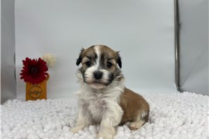 Oliver - Havanese for sale