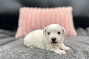 Sammy - puppy for sale