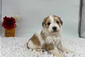 Olivia - Havanese for sale