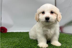 Sadie - Havanese for sale