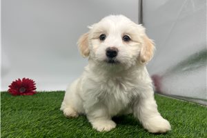 Simon - Havanese for sale