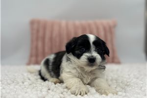 Hailey - Havanese for sale