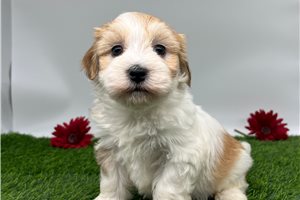 Olivia - Havanese for sale