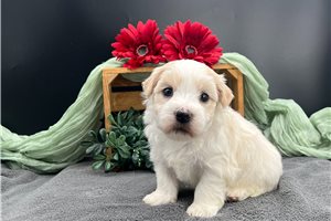 Hudson - Havanese for sale