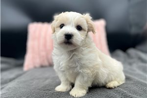 Hudson - Havanese for sale