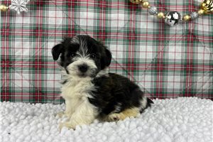 Oliver - puppy for sale