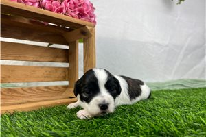 Hailey - puppy for sale