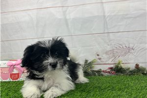 Bella - Havanese for sale