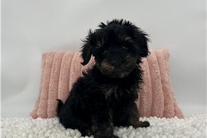 Charlie - Havapoo for sale