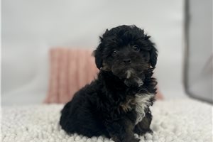 Blossom - Havapoo for sale