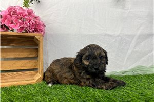 Cici - Havapoo for sale