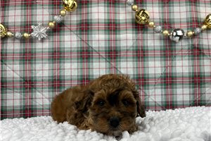 Simon - Havapoo for sale