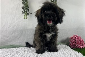 Abigail - Havapoo for sale