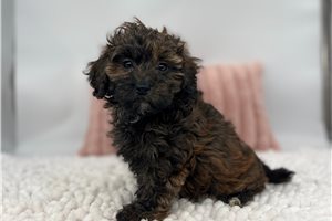 Cici - Havapoo for sale