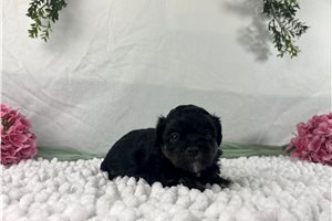 Blossom - Havapoo for sale