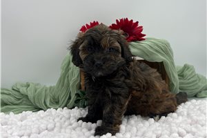 Cici - Havapoo for sale