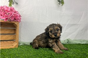 Churro - Havapoo for sale