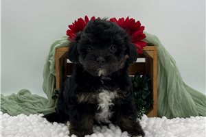 Blossom - Havapoo for sale