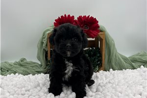 Blair - Havapoo for sale