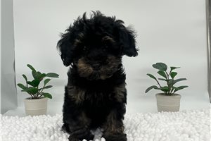 Charlie - Havapoo for sale