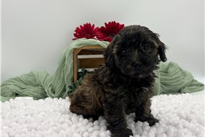 Cocoa - Havapoo for sale