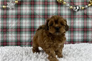 Sandy - Havapoo for sale